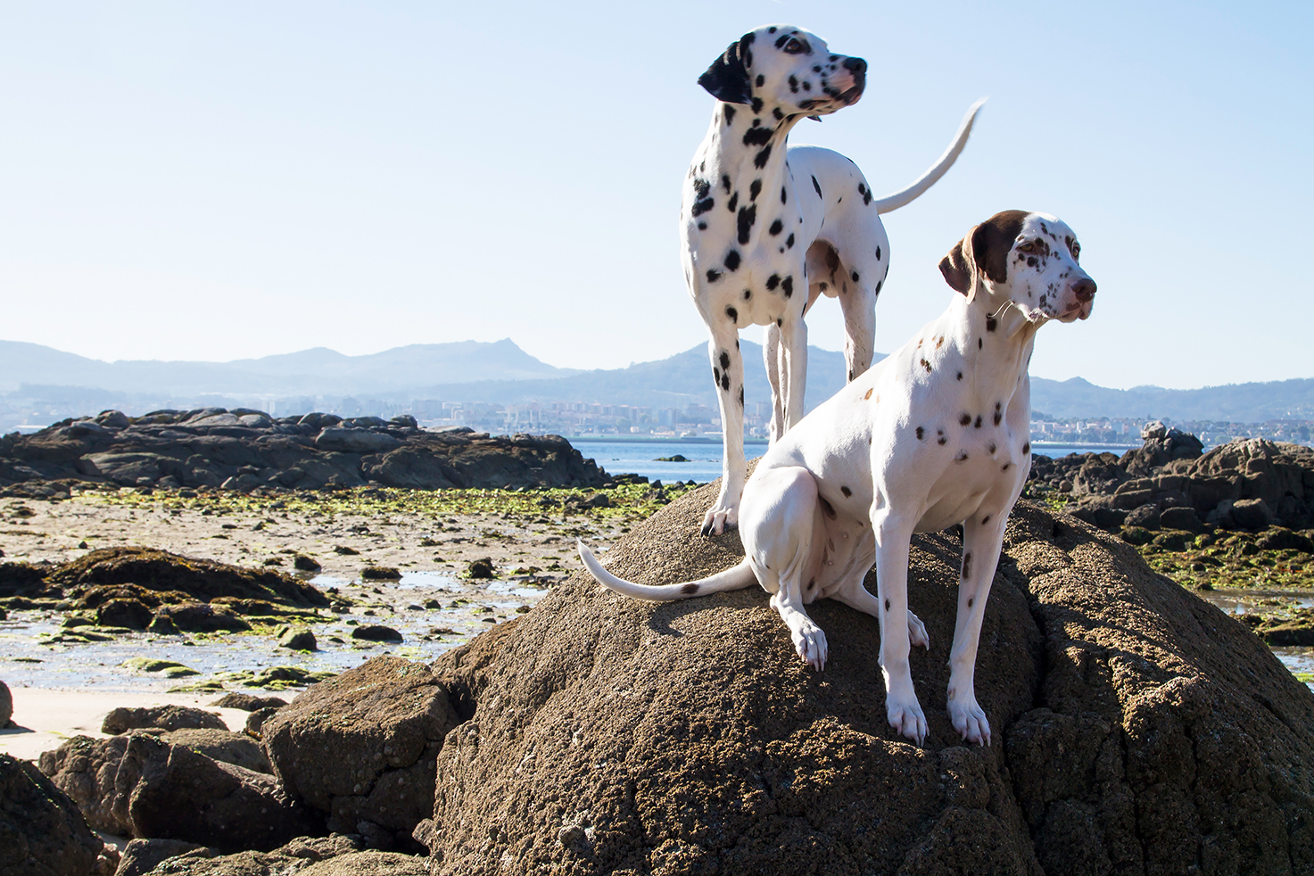 Unterwasserlaufband für Hunde